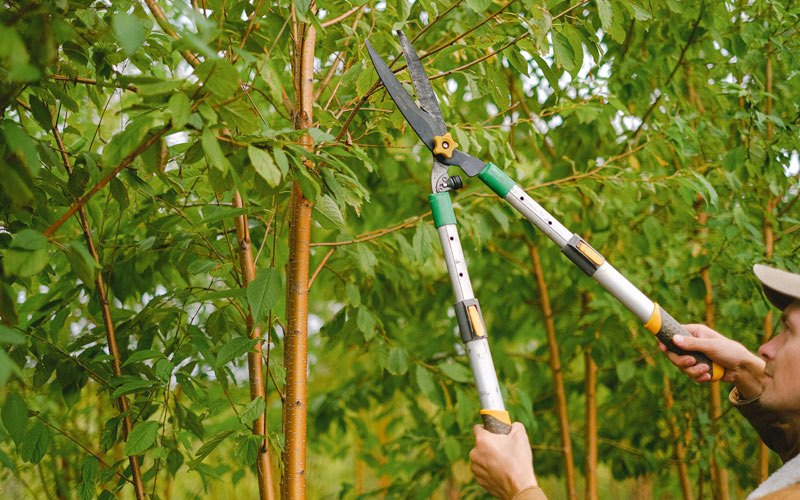 Tree trimming in Lowell, OR